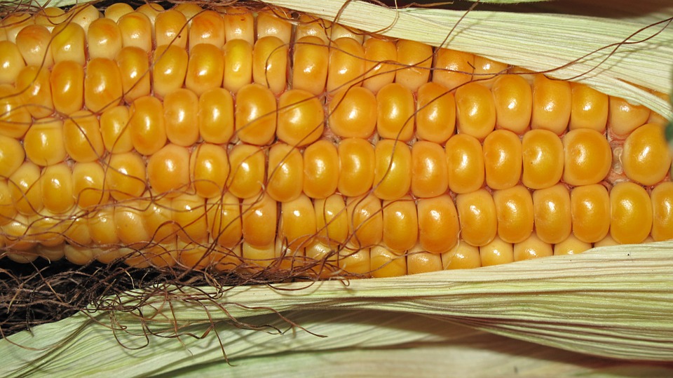 Descubren la forma de potenciar la fotosíntesis del maíz