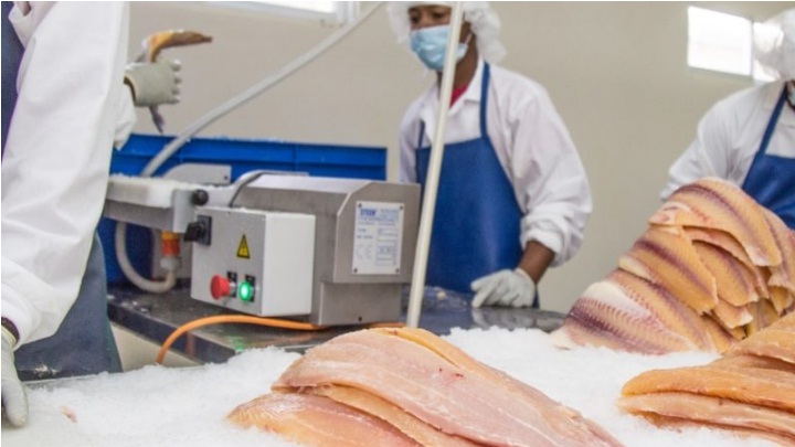Proyecto piscícola logró exportar 25,570 libras de pescado en 2017