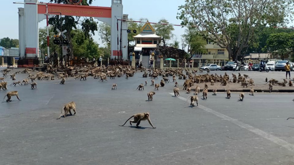 La revuelta de los monos tailandeses