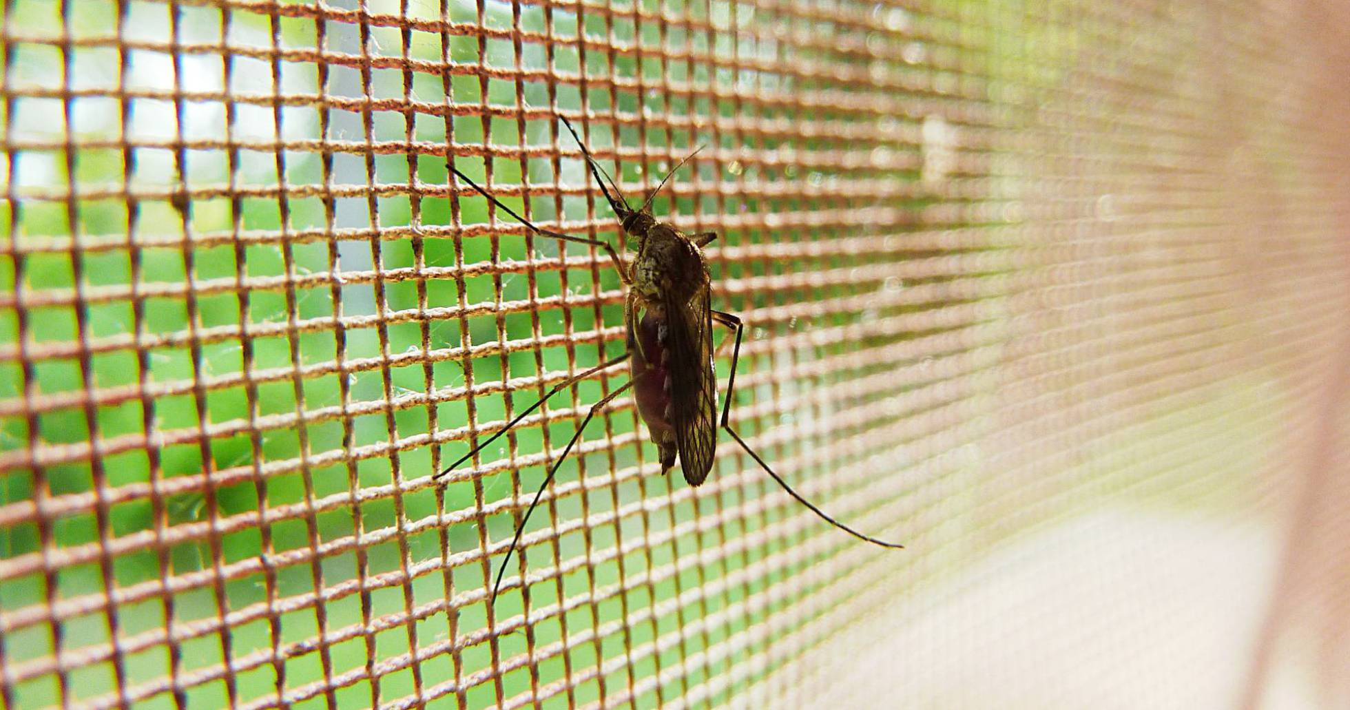 Así burlan los mosquitos el veneno de los insecticidas