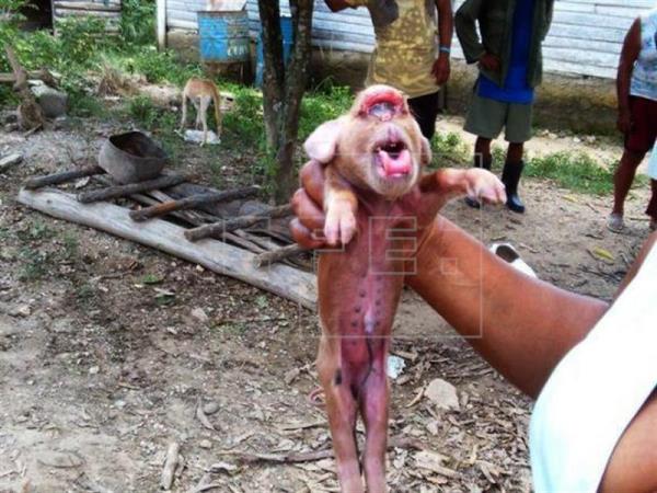Nace en Cuba un cerdito con cara de mono