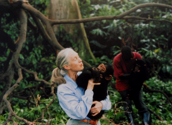 “Vendrán más pandemias si no respetamos a la naturaleza”, advierte Jane Goodall