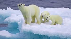 El cambio climático está empujando a los osos polares a la extinción