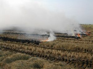 Productores de arroz acuerdan solución a la quema de residuos del cereal 