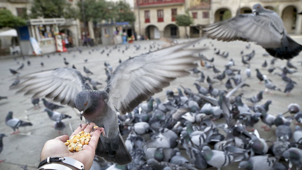  Bruselas suministrará anticonceptivos a las palomas para reducir su población