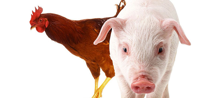 Ministro de Agricultura explica motivo del alza de precios de cerdos y pollos