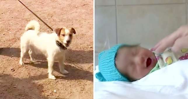 Perro guía a su dueño hasta un bebé recién nacido abandonado