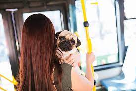 Paterna: ciudad “pet friendly”, mascotas en edificios y autobuses