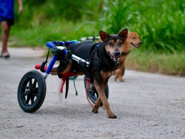 Los perros discapacitados de Tailandia que corren con silla de ruedas