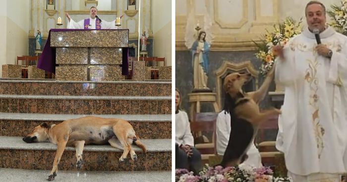 Sacerdote lleva a perros sin hogar a misa para que sean adoptados