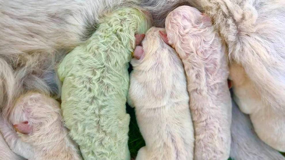  Nace en Italia perro con pelaje verde