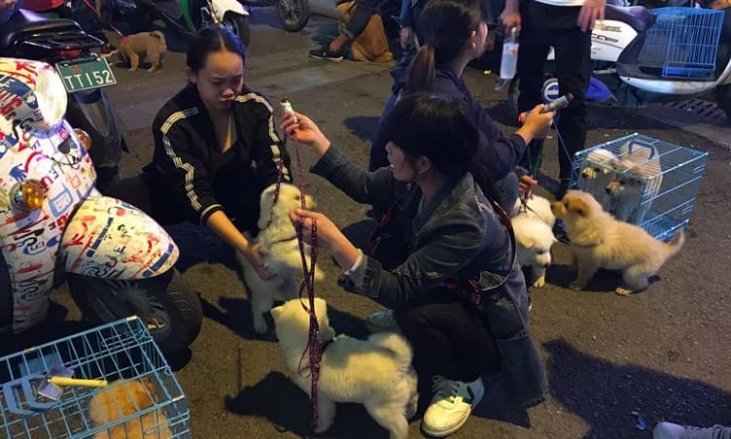 Rescatistas de animales alimentan a mascotas abandonadas en Wuhan