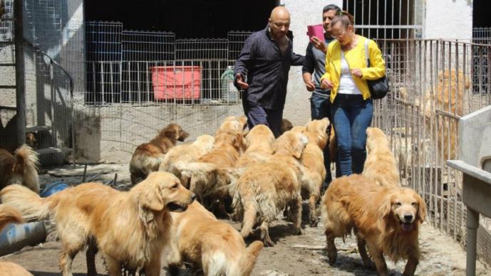 Rescatan a 38 cachorros en malas condiciones de una tienda de animales 