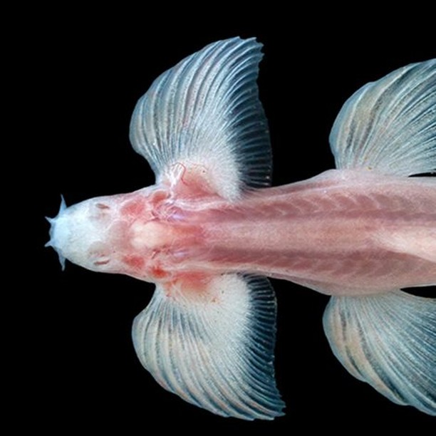 Científicos descubren al menos 11 especies de peces que son capaces de caminar