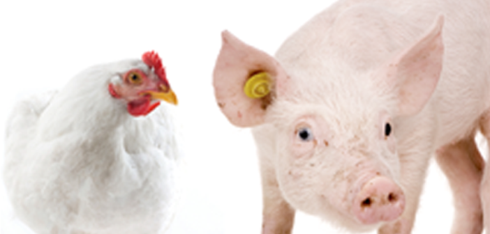 La Peste Porcina Africana y la Influenza Aviar en Europa seguirán marcando la tendencia del mercado avícola en 2021