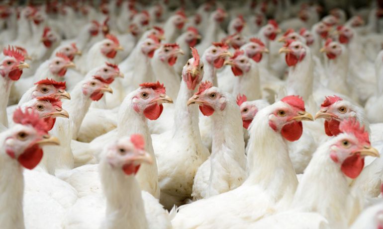 Garantizan producción de huevos y pollos