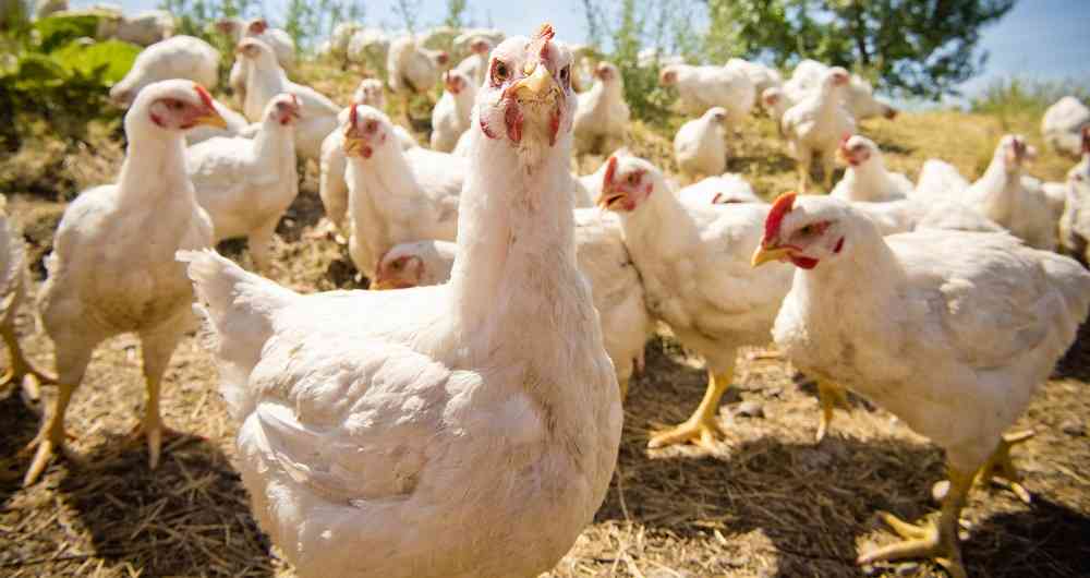 Bolivia: Productos avícolas escasearían frente a falta de soja