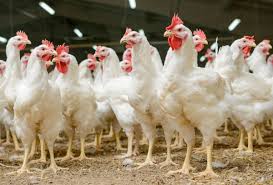 Traerán 130 mil pollos para enfrentar escasez