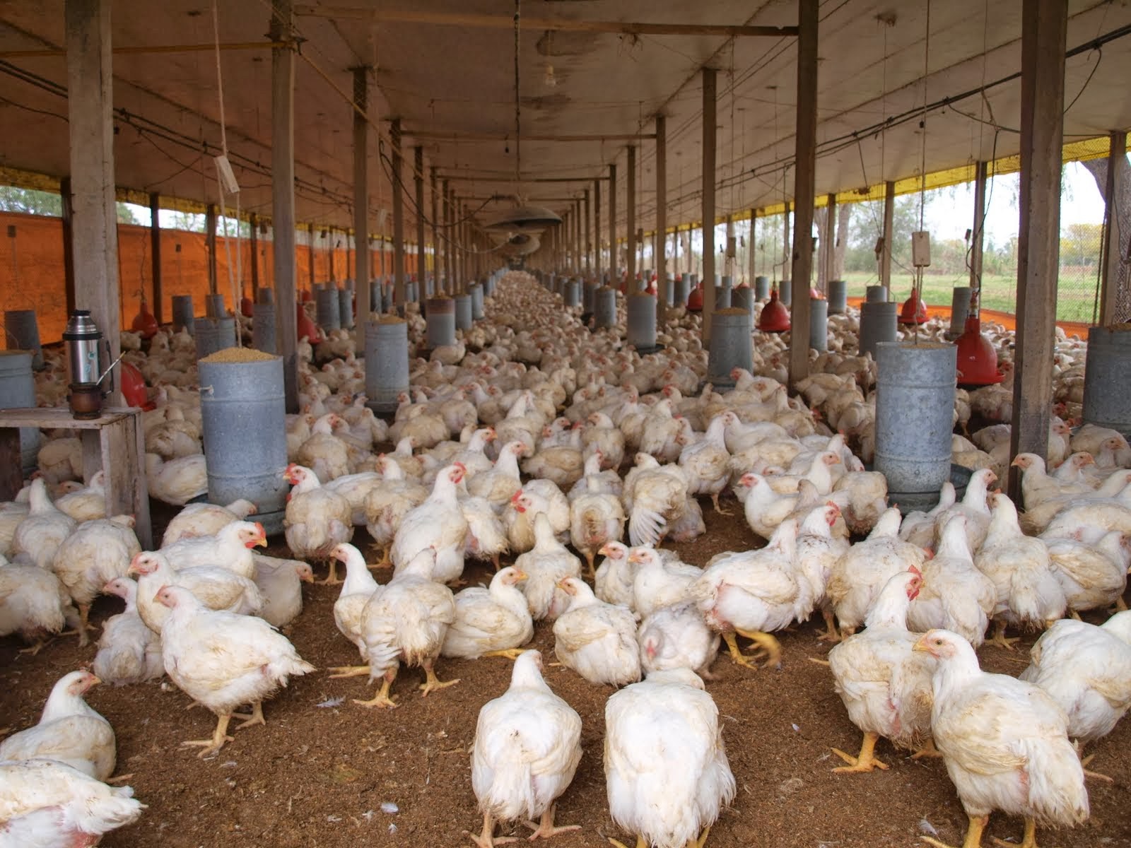 Ministro de Agricultura desmiente muerte de miles de pollos y gallinas a causa de gripe aviar