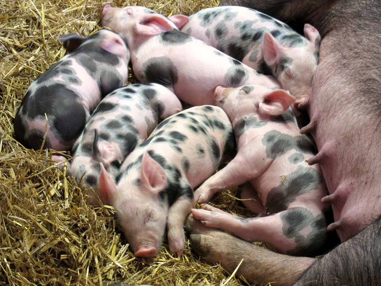 Presentan los últimos avances en genética y reproducción del cerdo
