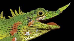 Reaparece reptil con un cuerno en la nariz que fue dado por extinto durante todo el siglo XX