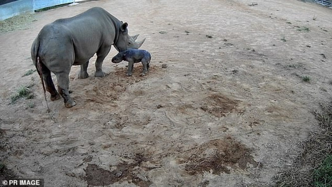 Cría de Rinoceronte negro nace en el zoológico de Duboo-Australia