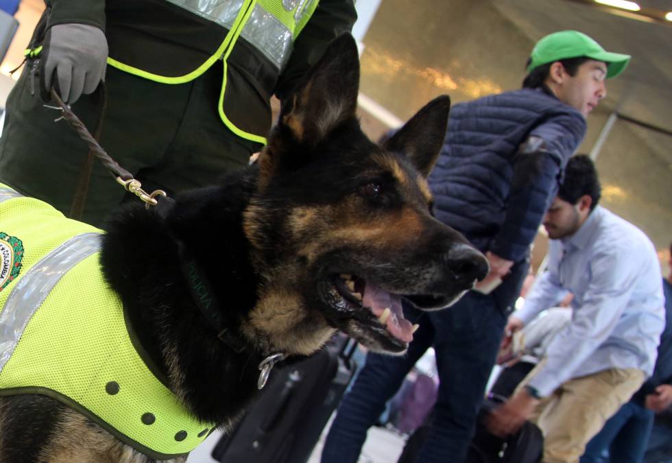 ‘Sombra’, la perra policía perseguida por un grupo de narcos colombianos