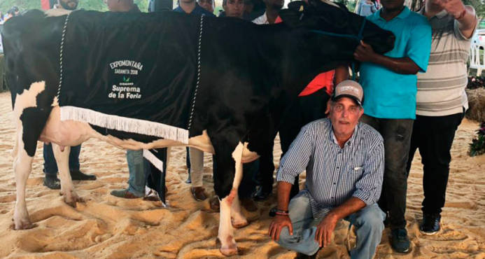 Subastan vaca en Sabaneta por 650 mil pesos