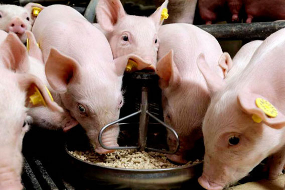 Suplementación de levaduras en porcicultura. ¿Qué son? ¿Cómo funcionan? ¿Cuáles son sus beneficios?