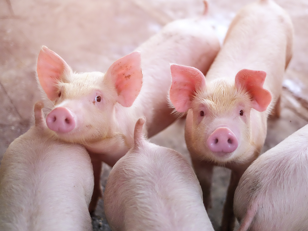 Se espera una reducción de la producción de carne de cerdo este año en la Unión Europea