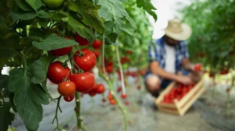 Insectos reemplazan a pesticidas en plantaciones de tomates en Francia