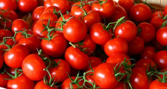 La producción del tomate industrial mueve RD$100 millones al mes