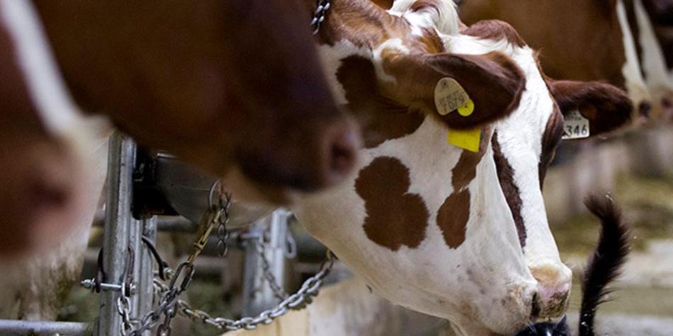 ¿Qué es Tudder? “el tinder para vacas que usan en el Reino Unido”