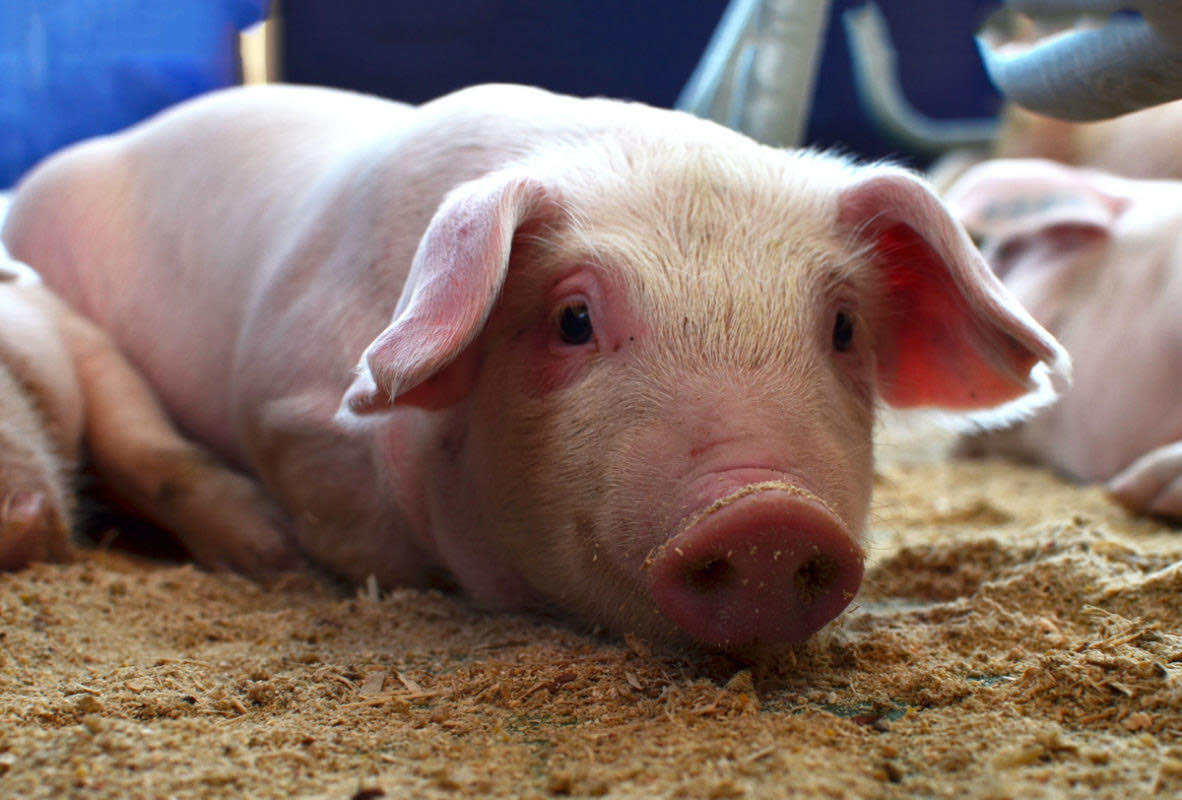 Productores de carne sugieren se prohíba importación de cortes de cerdo