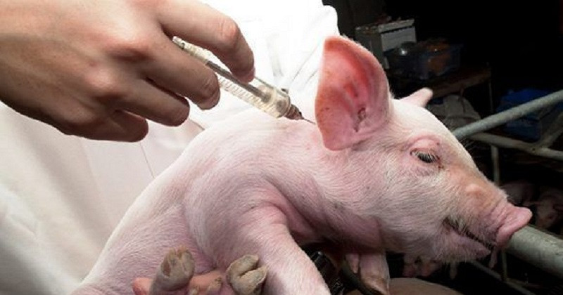 Agricultura dispone 2 millones de vacunas contra peste porcina clásica