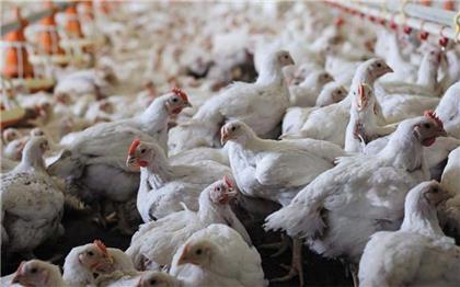Caen las ventas de pollo en el país debido a la enfermedad “Newcastle”