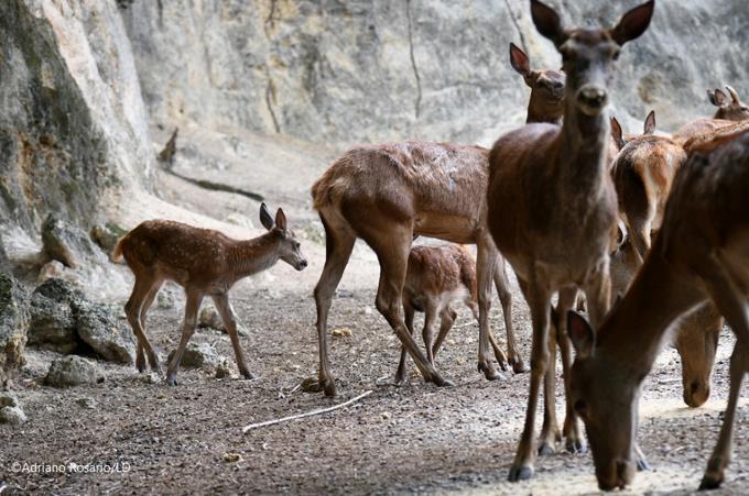 Nueve nacimientos, limpieza y mucha paz… Cuarentena en el Zoológico Nacional