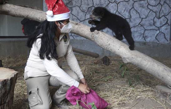 Animales de zoológico en Perú destrozan “juguetes” navideños