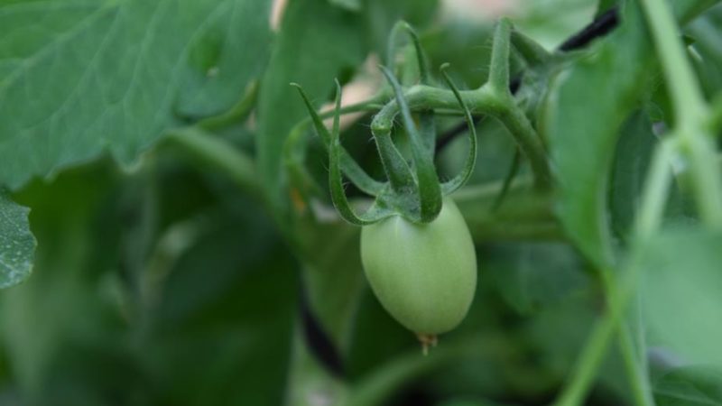 Infotep capacita para sector agro