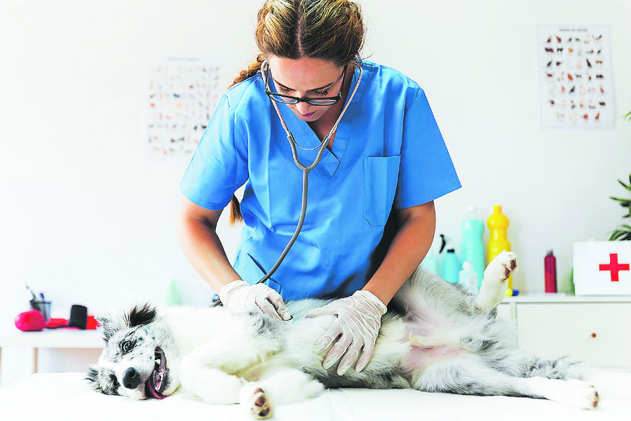 Bajo investigaci&oacute;n 16 marcas de alimento para perros por su posible relaci&oacute;n con las muertes de m&aacute;s de 500 canes en EEUU