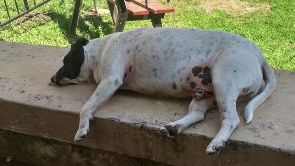 Blanqui, el perro que ha enga&ntilde;ado a toda una ciudad fingiendo, con su cara de pena, ser un animal callejero 