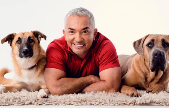 Cesar Millan Perros Que Ladran Mucho