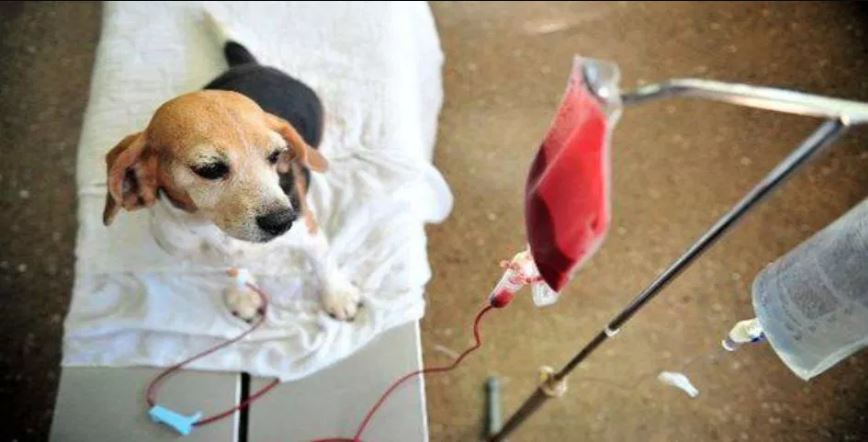 Crean primer banco de sangre para perros y gatos