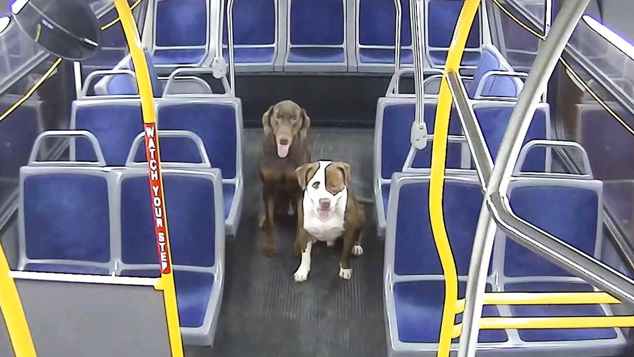 Dos perros llegaron a casa a tiempo para Navidad gracias a una &ldquo;encantadora de perros&rdquo; y su autob&uacute;s