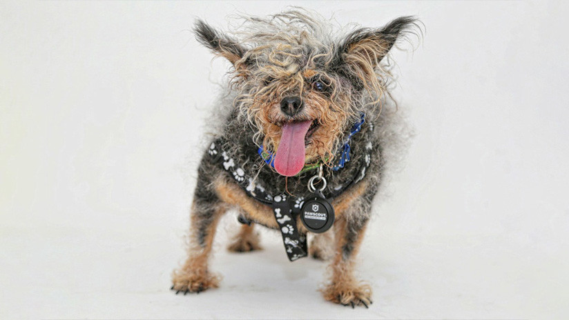Eligen en EE.UU. al perro m&aacute;s feo del mundo