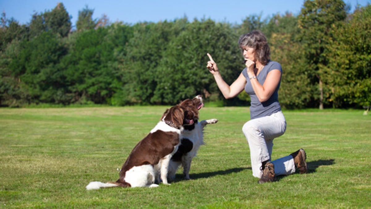Estudio revela c&oacute;mo los humanos modelan el cerebro de los perros