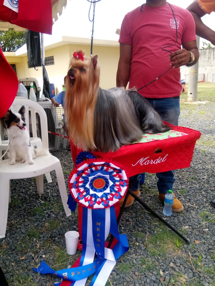 FCD realiza exposici&oacute;n canina en el ring de la federaci&oacute;n 
