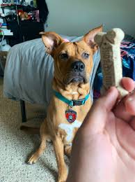 Furor en las redes por un perro igual a Scooby-Doo 
