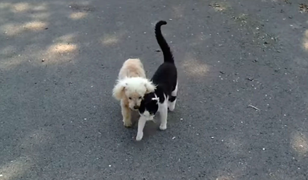 Gato ayuda a perro ciego a encontrar su casa