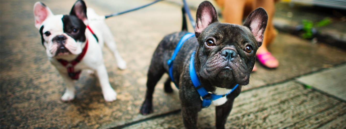 Holanda proh&iacute;be la cr&iacute;a de perros braquic&eacute;falos